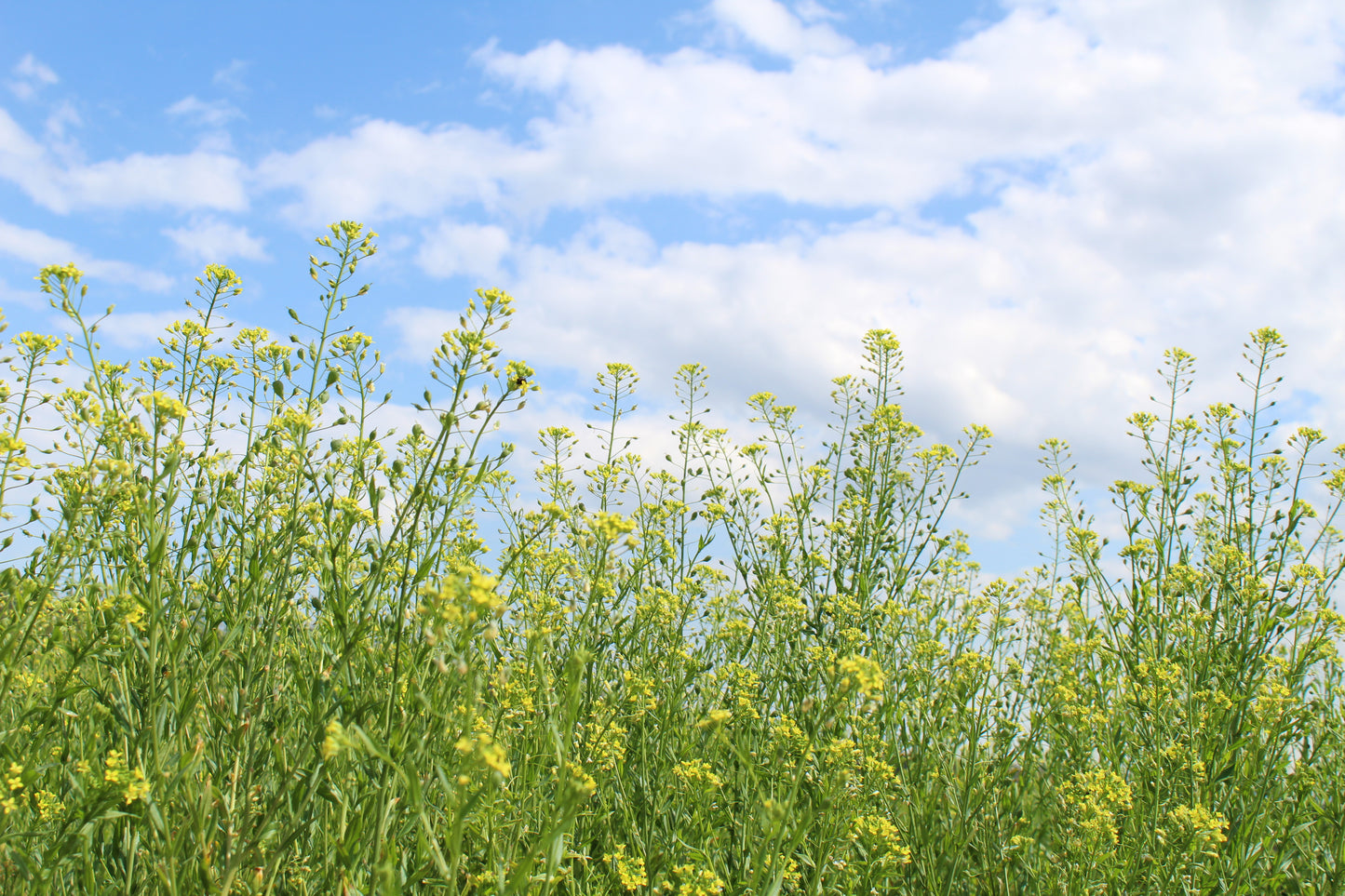 【20%お得!1カ月毎 定期購入】THE FINEST QUALITY CAMELINA OIL ROASTED (150ml)<送料込み>